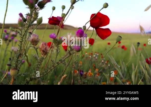 Red poppies growing in green meadow wheat field in spring. Wild grasses ...