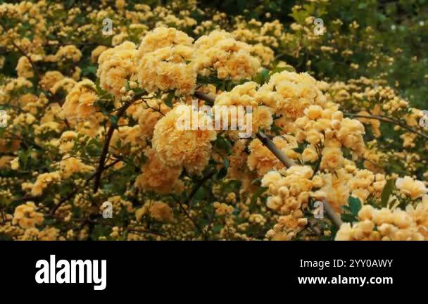 Lady Banks Yellow Climbing Rose - Not Your Average Rose! - Passionate