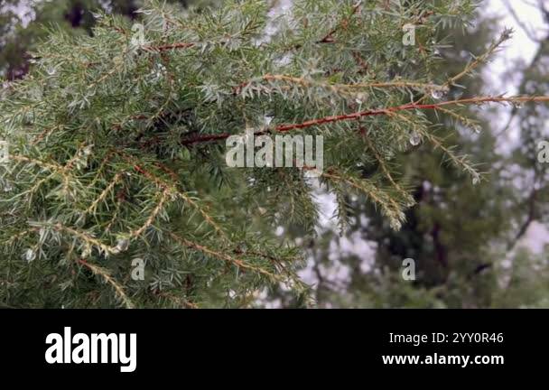 Juniper Raim Water droplets clinging to the needles of a juniper branch after the ...