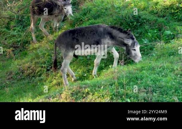 Farm donkey grazing on lush green grass while walking along a sloped ...