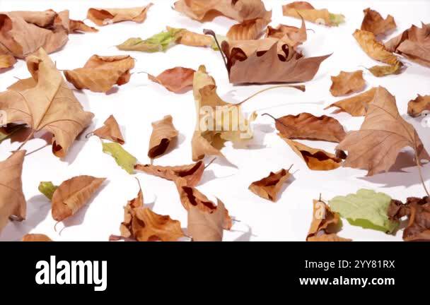 Rotation of dry autumn leaves in shades of brown and yellow lying on ...