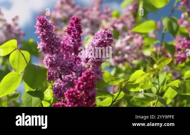 Beautigul Roses Beautiful lilac flowers with green leaves swaying in the wind with a ...