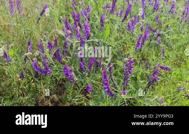 Purple flowers swaying gently in the wind create a serene atmosphere in ...