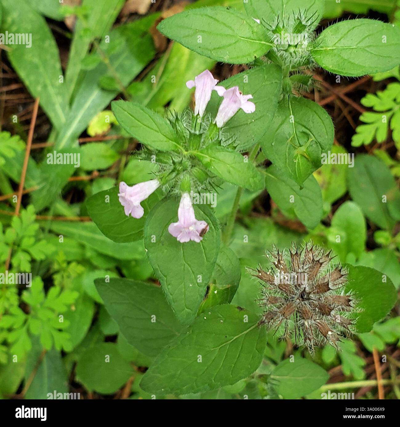 Wild Basil (Clinopodium vulgare), Plantae, Hilton Falls Conservation ...