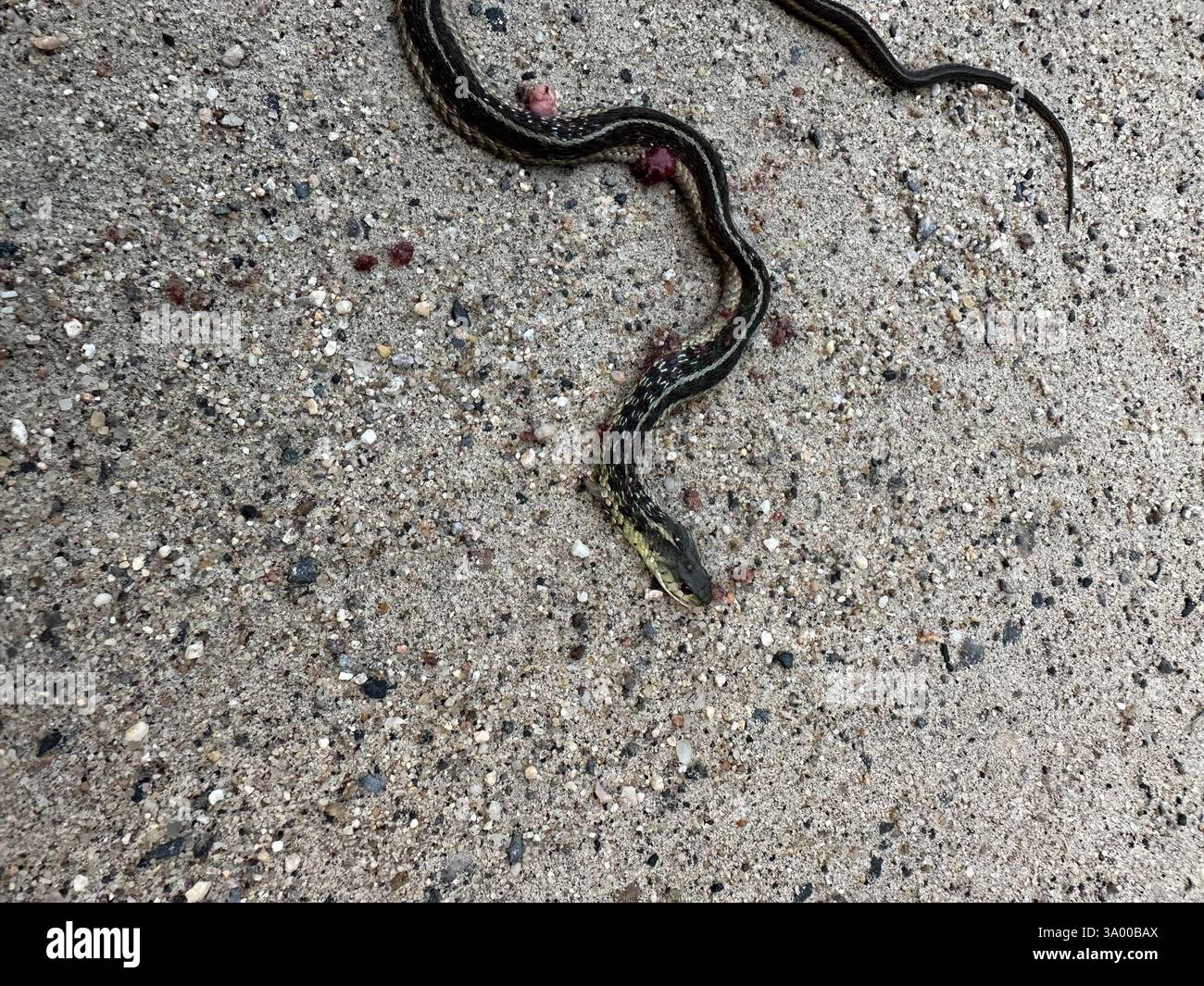 Eastern Garter Snake Thamnophis sirtalis sirtalis Reptilia