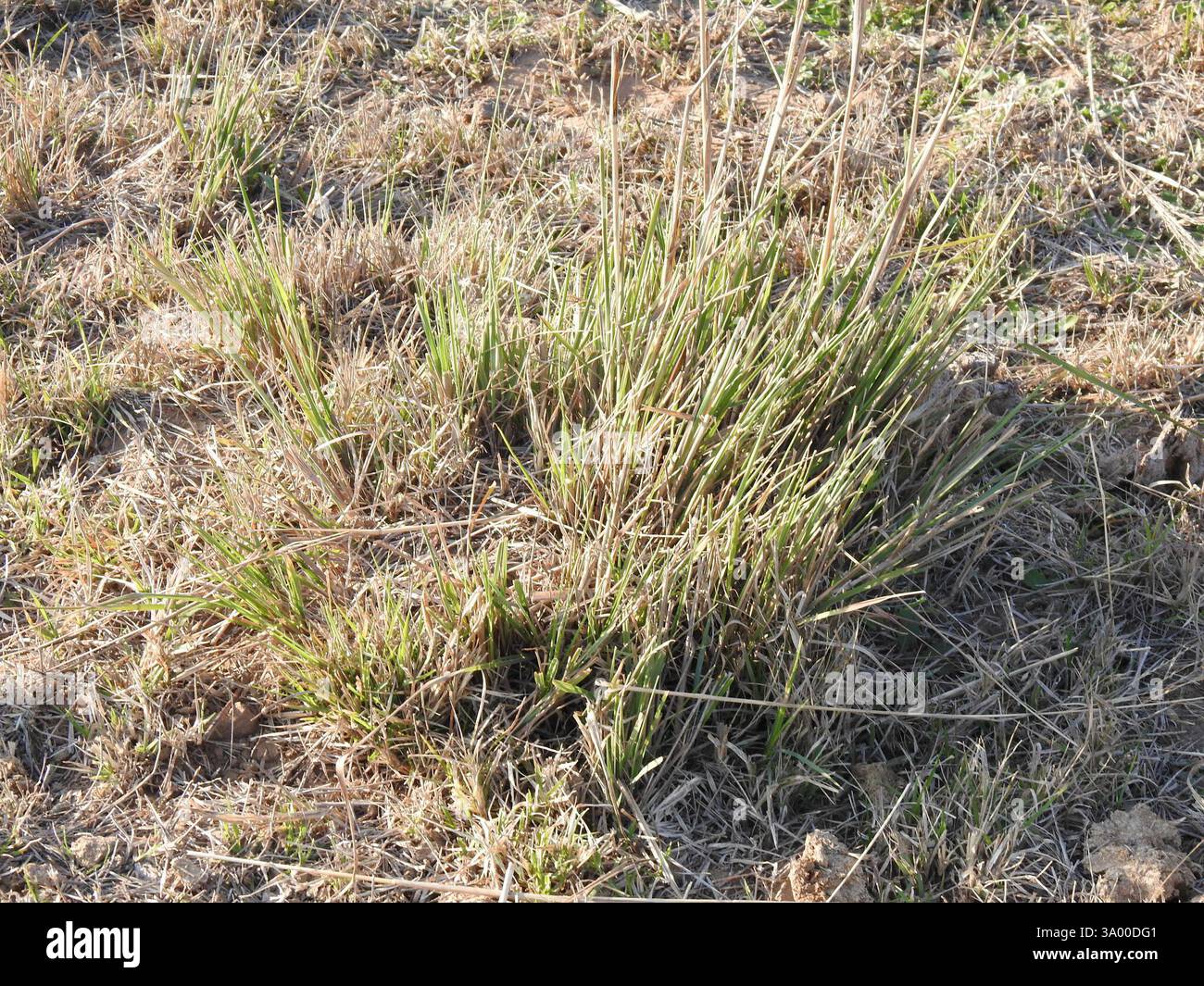 Pampa grasses hi-res stock photography and images - Alamy