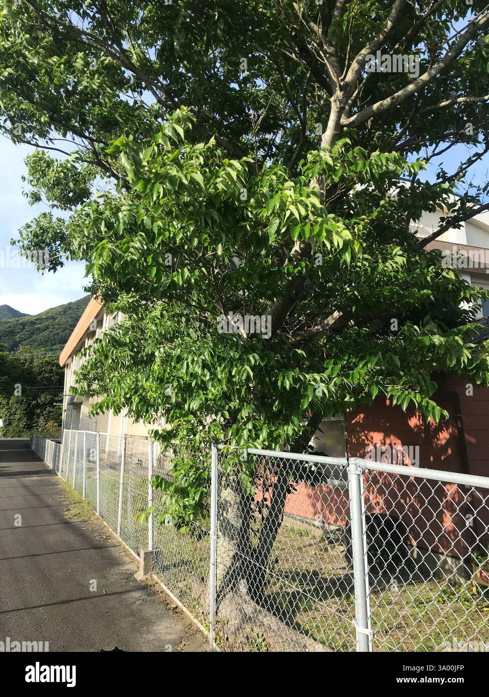 (Celtis boninensis), Plantae, Shimokoshikicho Teuchi, Satsumasendai, Kagoshima 896-1601, Japan, Weedy fencerow at schoolyard edge, in bay town. Stock Photo