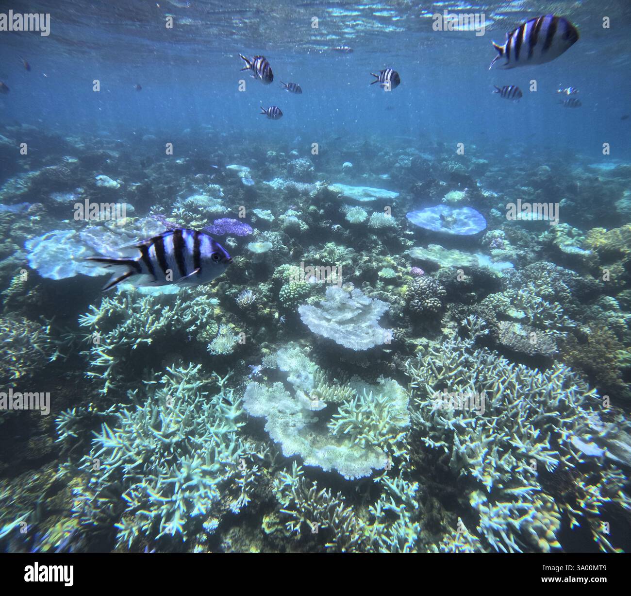 Fishes and Bleaching shallow corals, Great Barrier Reef, February 2025 Stock Photo