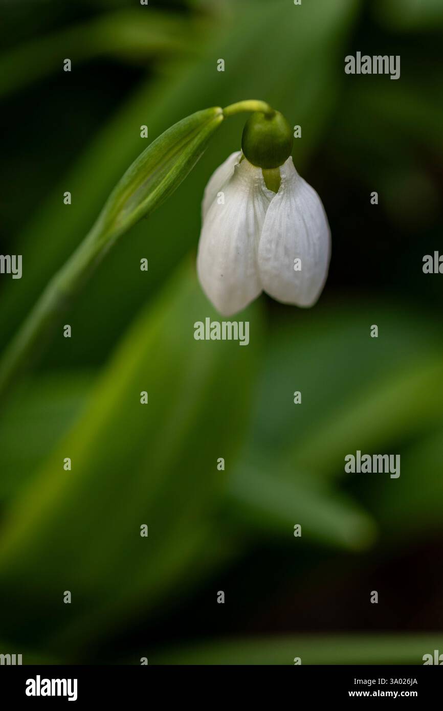 Natural close up flowering plant portrait of the unusual spring herald