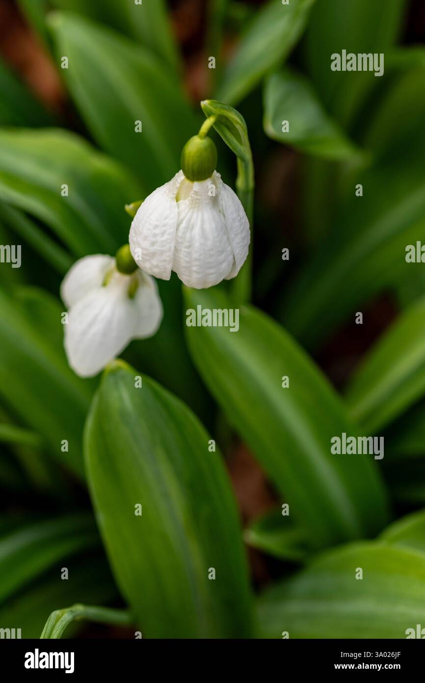 Natural close up flowering plant portrait of the unusual spring herald