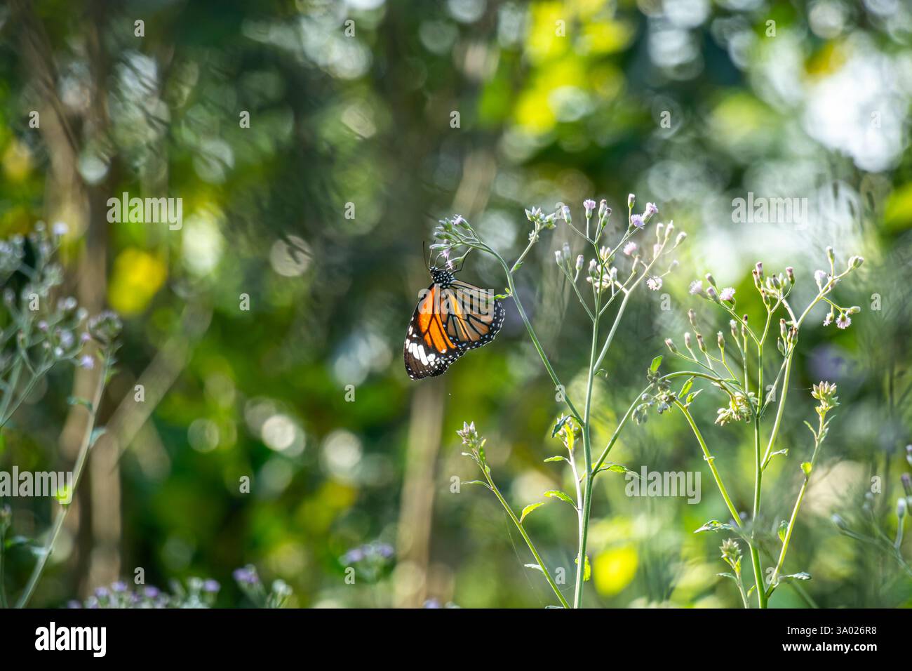 Each butterfly is different and has its unique markings, colors, and ...
