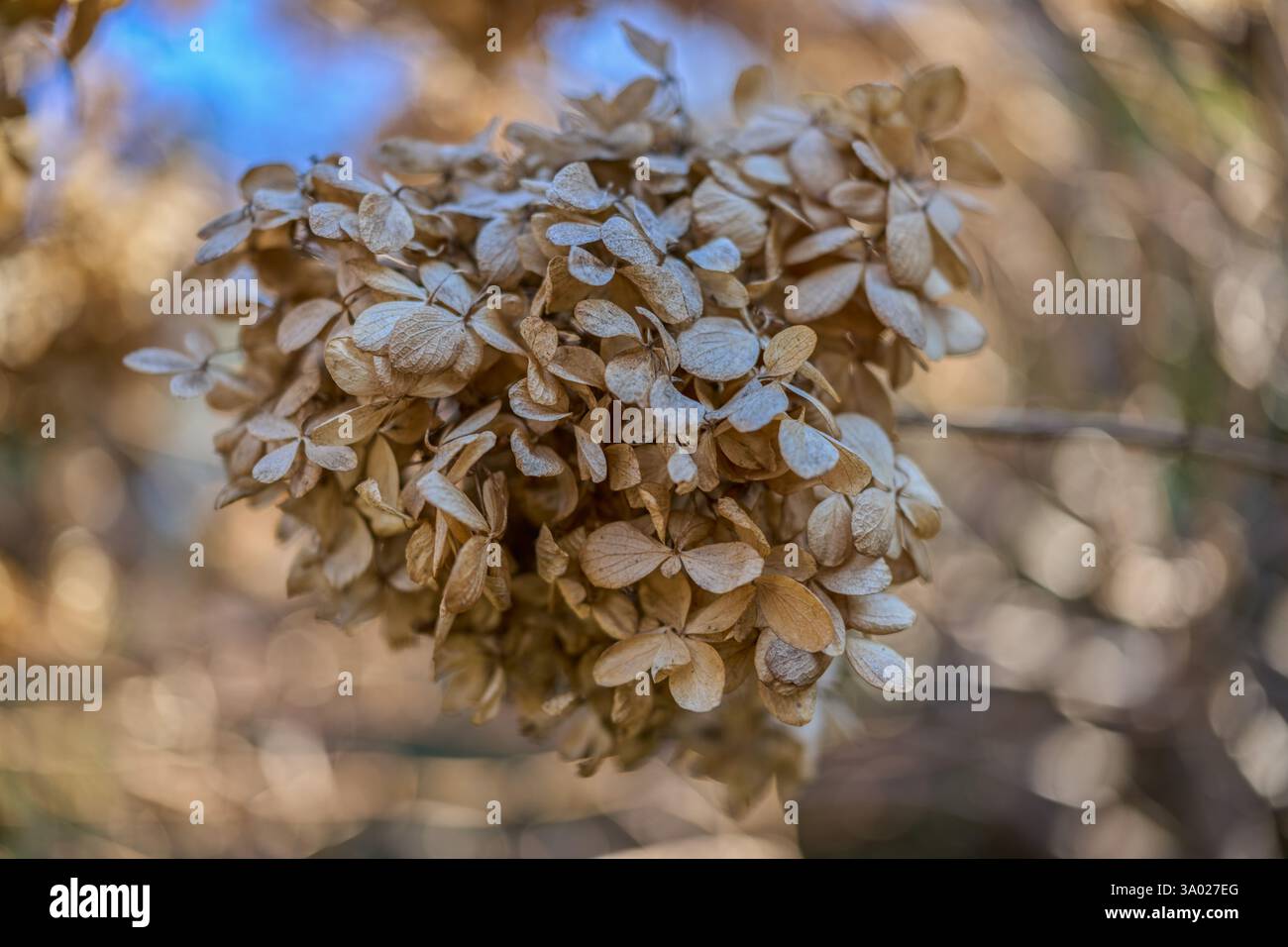 Hydrangea withered dried up blossom close up Stock Photo