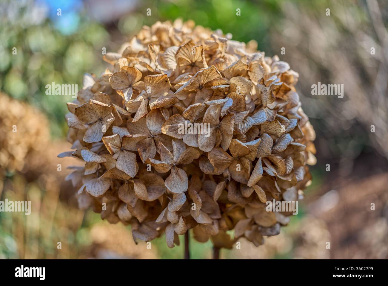 Hydrangea withered dried up blossom close up Stock Photo