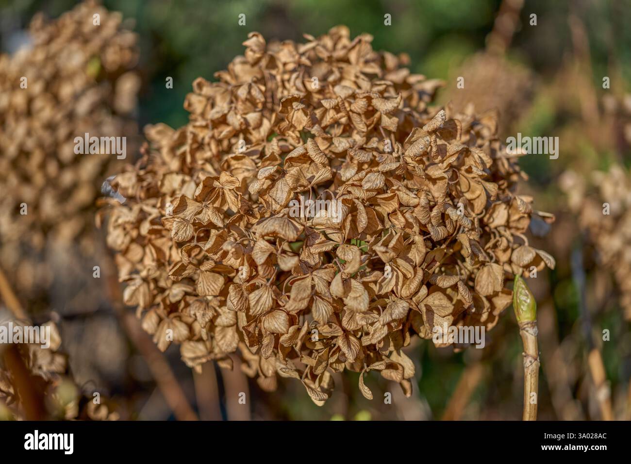 Hydrangea withered dried up blossom close up Stock Photo