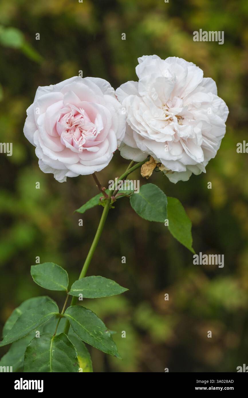Rose Souvenir de la Malmaison, pale pink, blush white, Climbing form of shrubby Bourbon rose Stock Photo