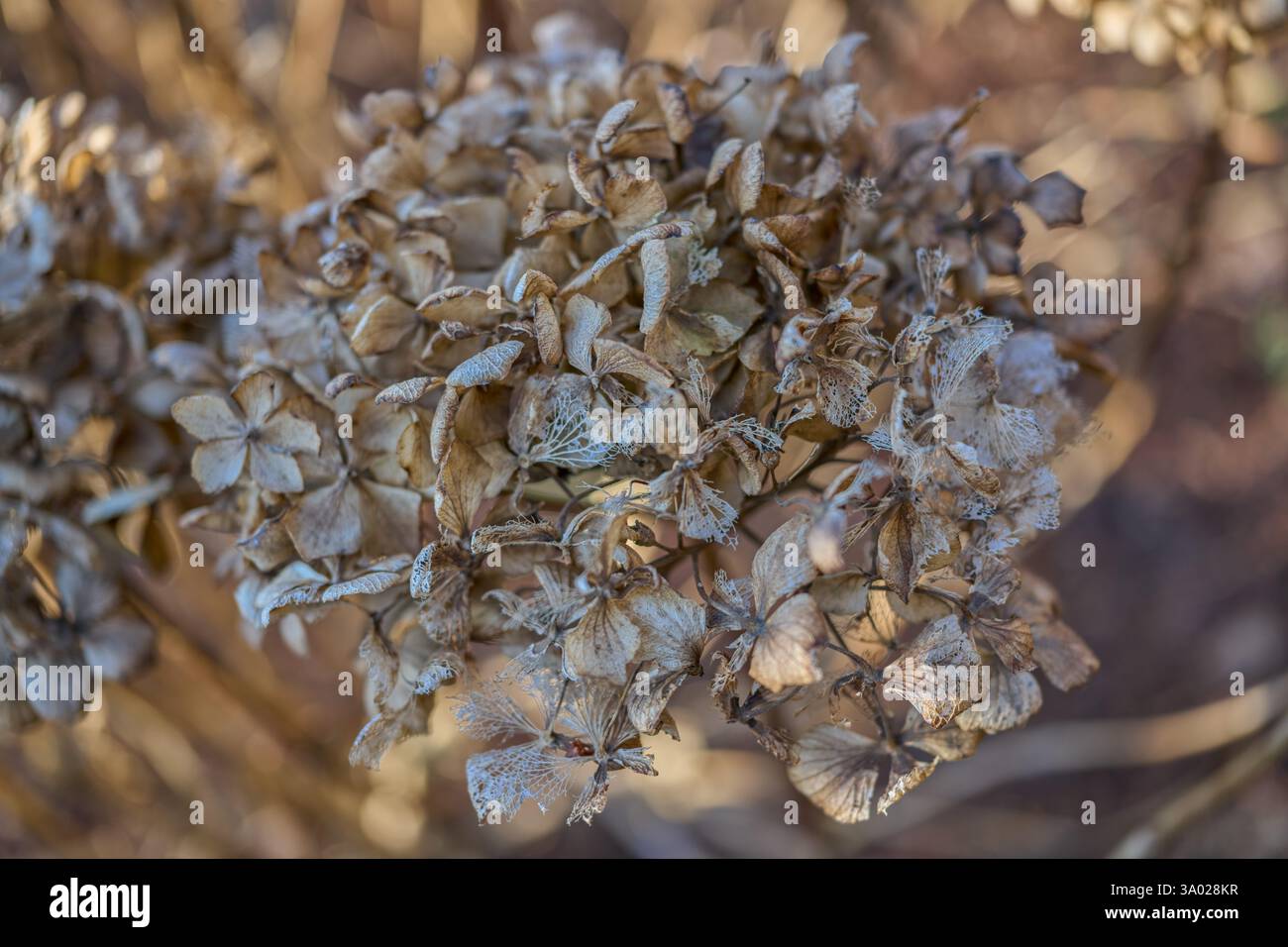 Hydrangea withered dried up blossom close up Stock Photo