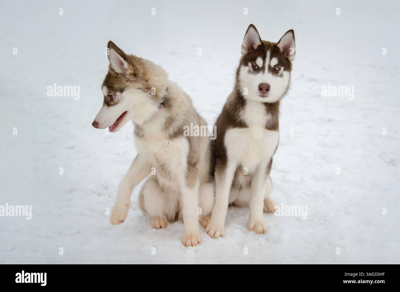 Two siberian huskies on snowy terrain, sitting side by side. Overcast lighting emphasizes their expressive eyes and thick coats. Contrast of warm fur Stock Photo