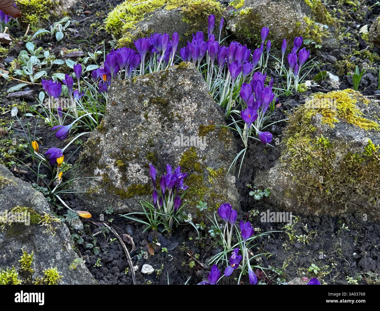 Crocus in bloom - Smartphone Captured Stock Image
