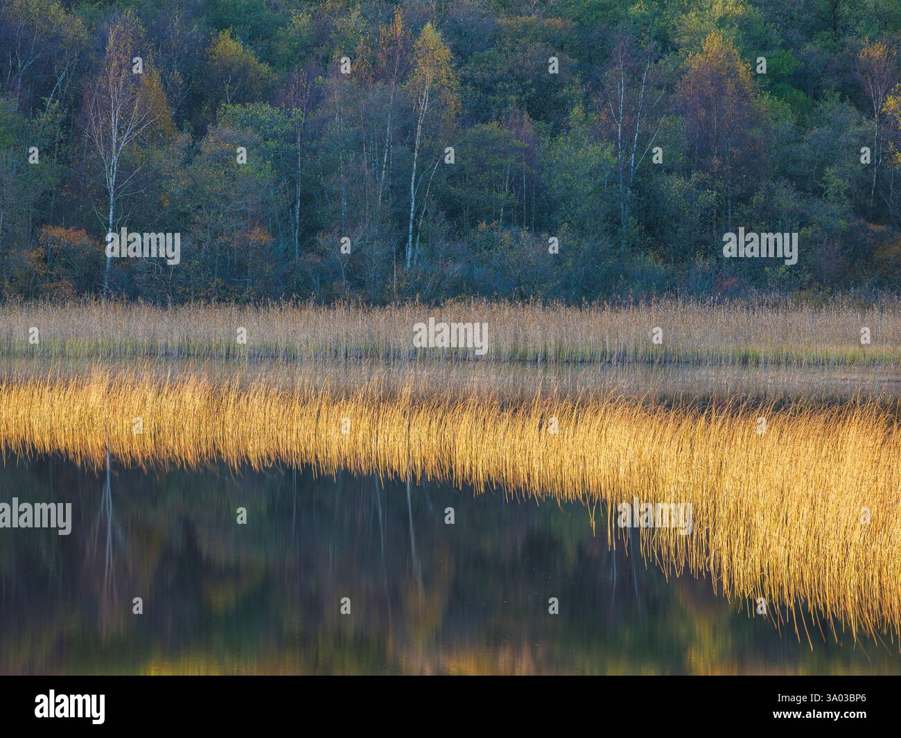 Colorful autumn foliage surrounds a tranquil lake, featuring tall ...