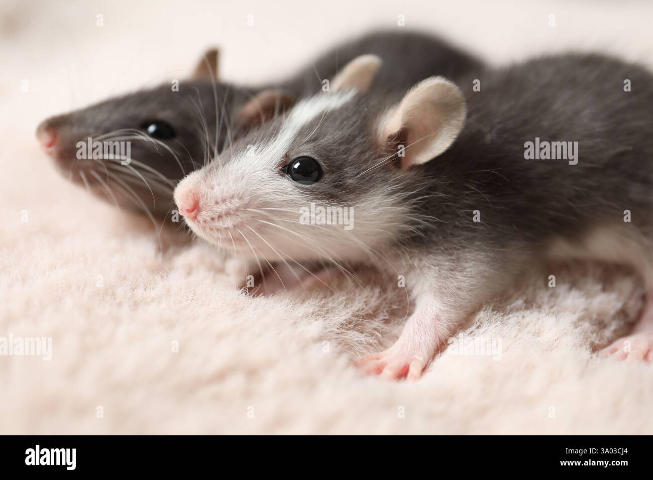 Adorable little rats on faux fur, closeup Stock Photo - Alamy