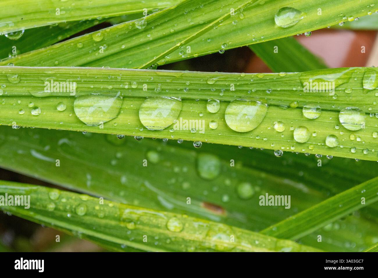 Lluvia en planta hi-res stock photography and images - Alamy