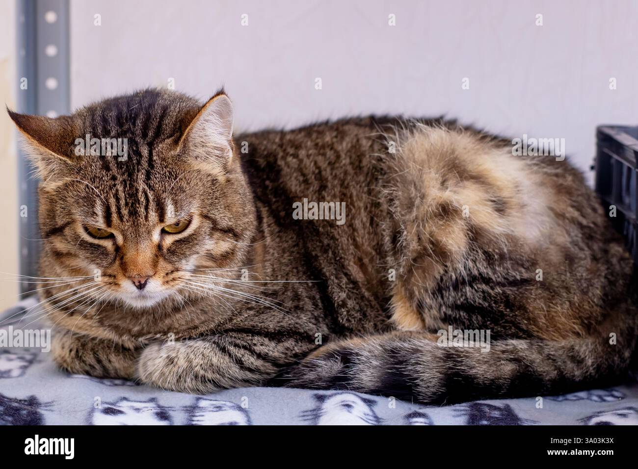 A beautiful cat with striking yellow eyes is comfortably laying down ...