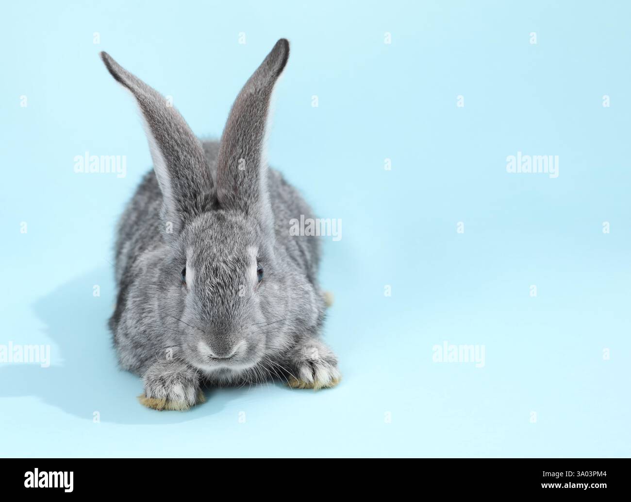 Fluffy grey rabbit on light blue background, space for text Stock Photo ...