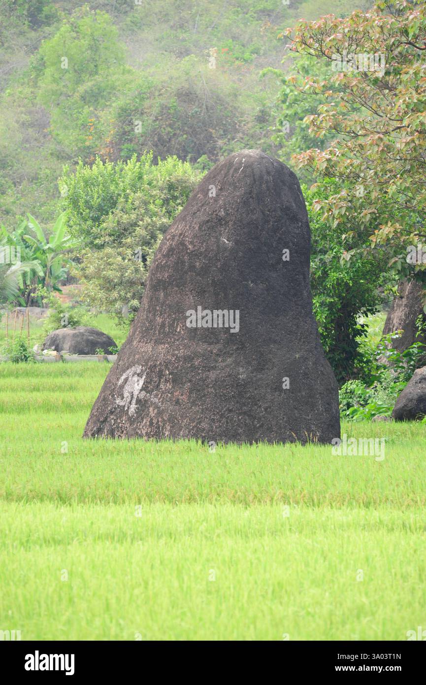 rice cultivation or rice farming, production of food in agriculture ...