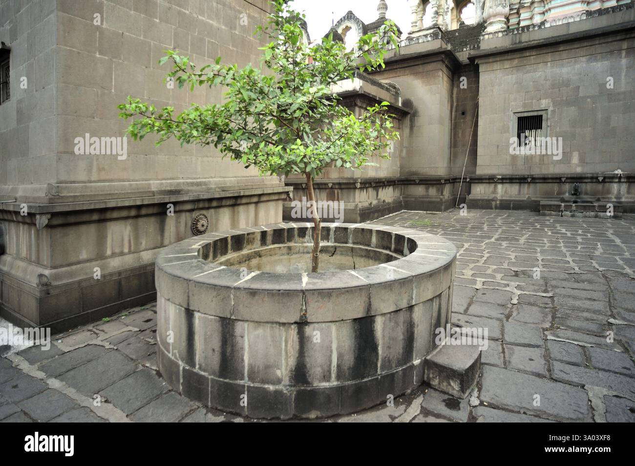 Wood Apple Tree in Datta Temple at phaltan, satara, Maharashtra, India, Asia Stock Photo