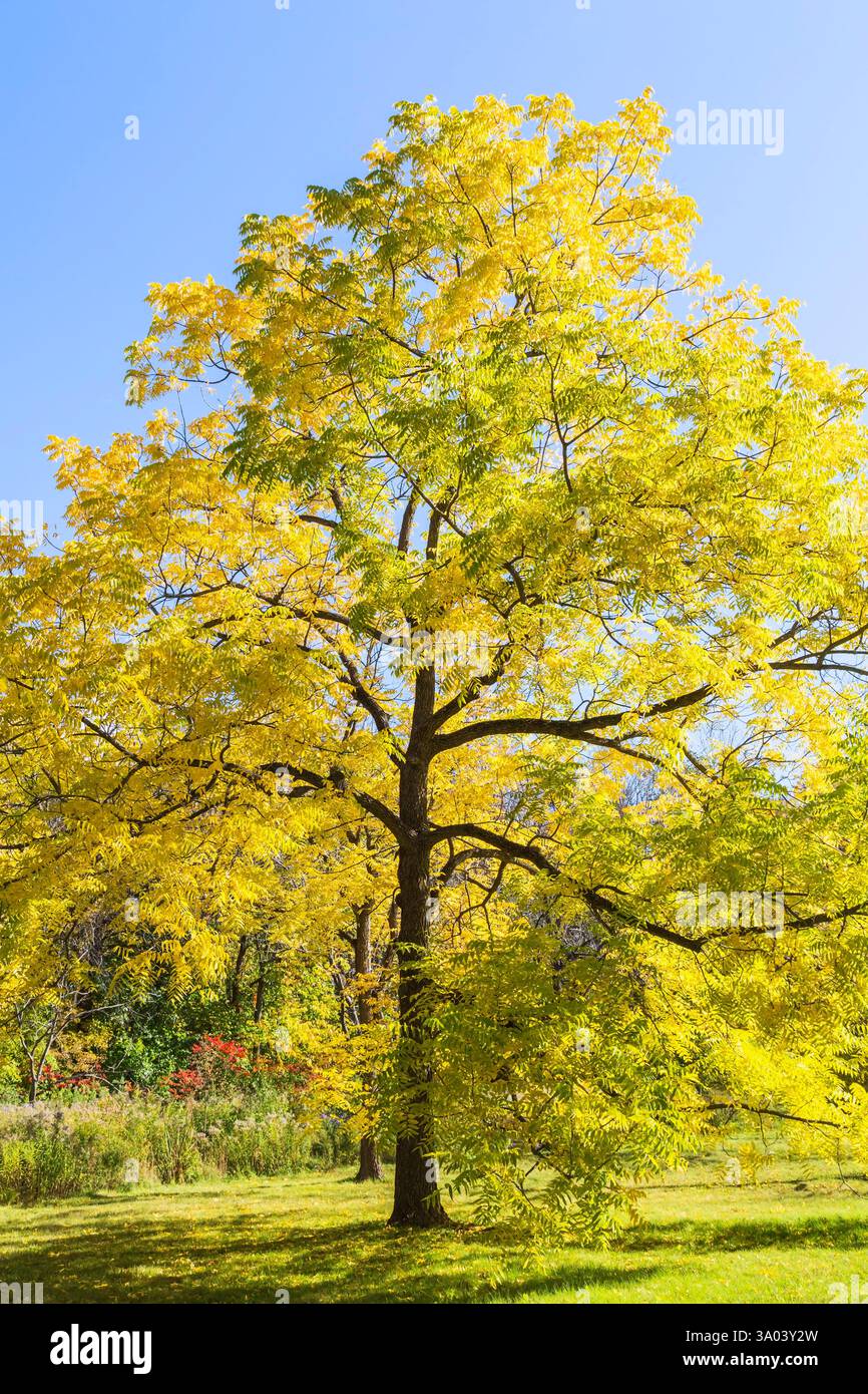 Juglans nigra - Black Walnut tree with pale green and yellow leaves in ...