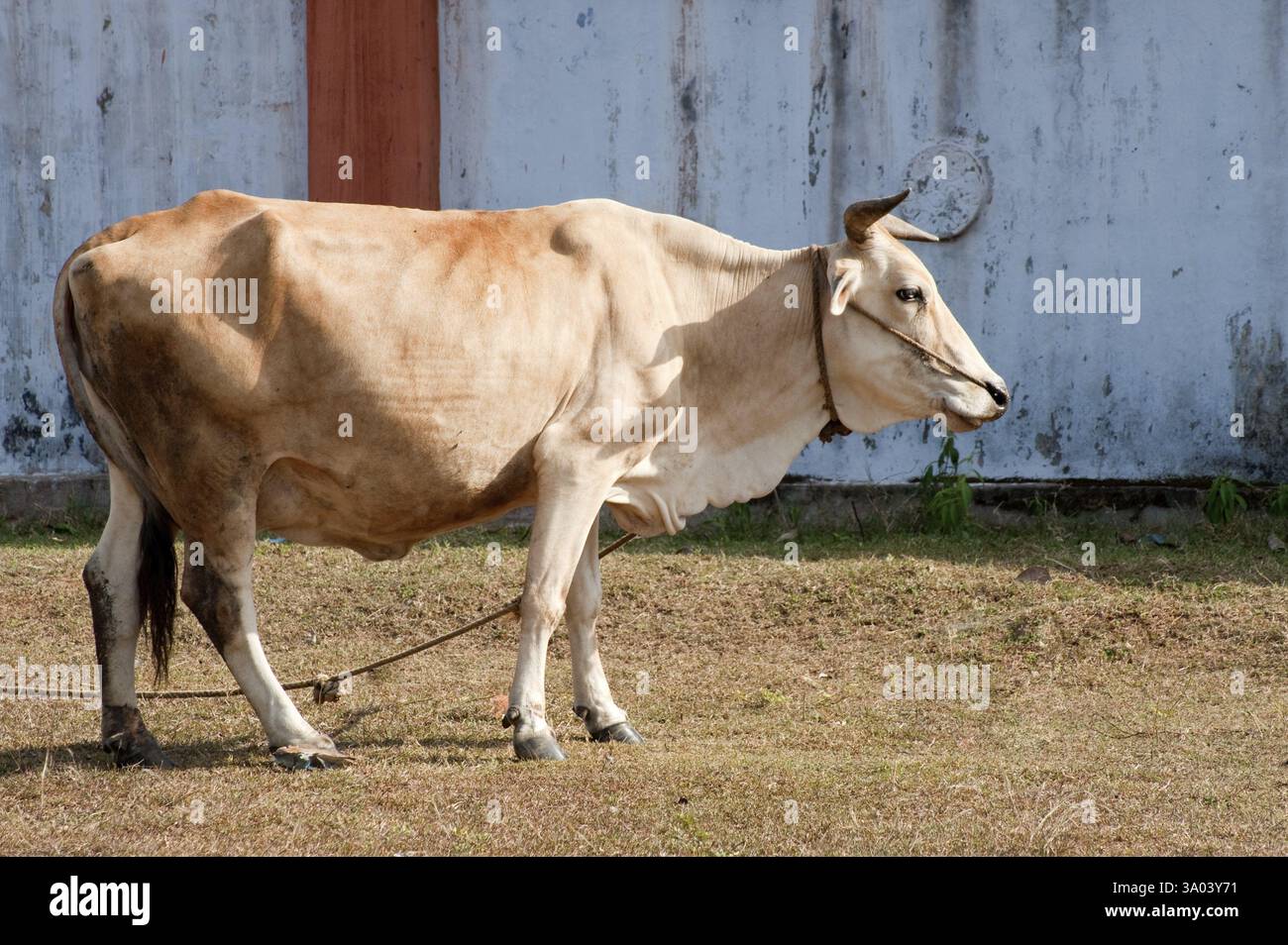 Tether Cow Tether animals hi-res stock photography and images - Alamy
