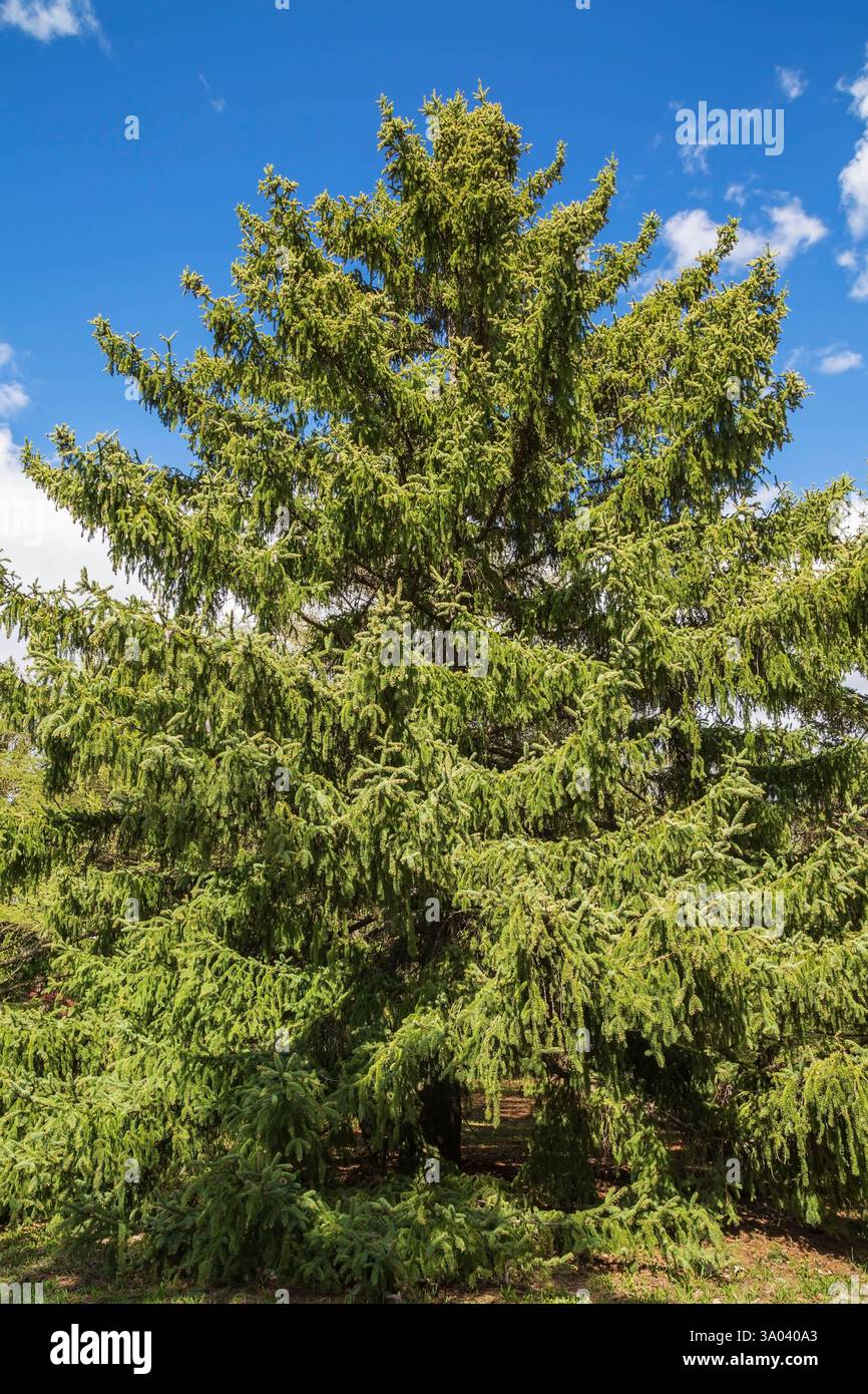 Picea gemmata - Szechwan Spruce tree in spring, Montreal Botanical Garden, Quebec, Canada Stock Photo