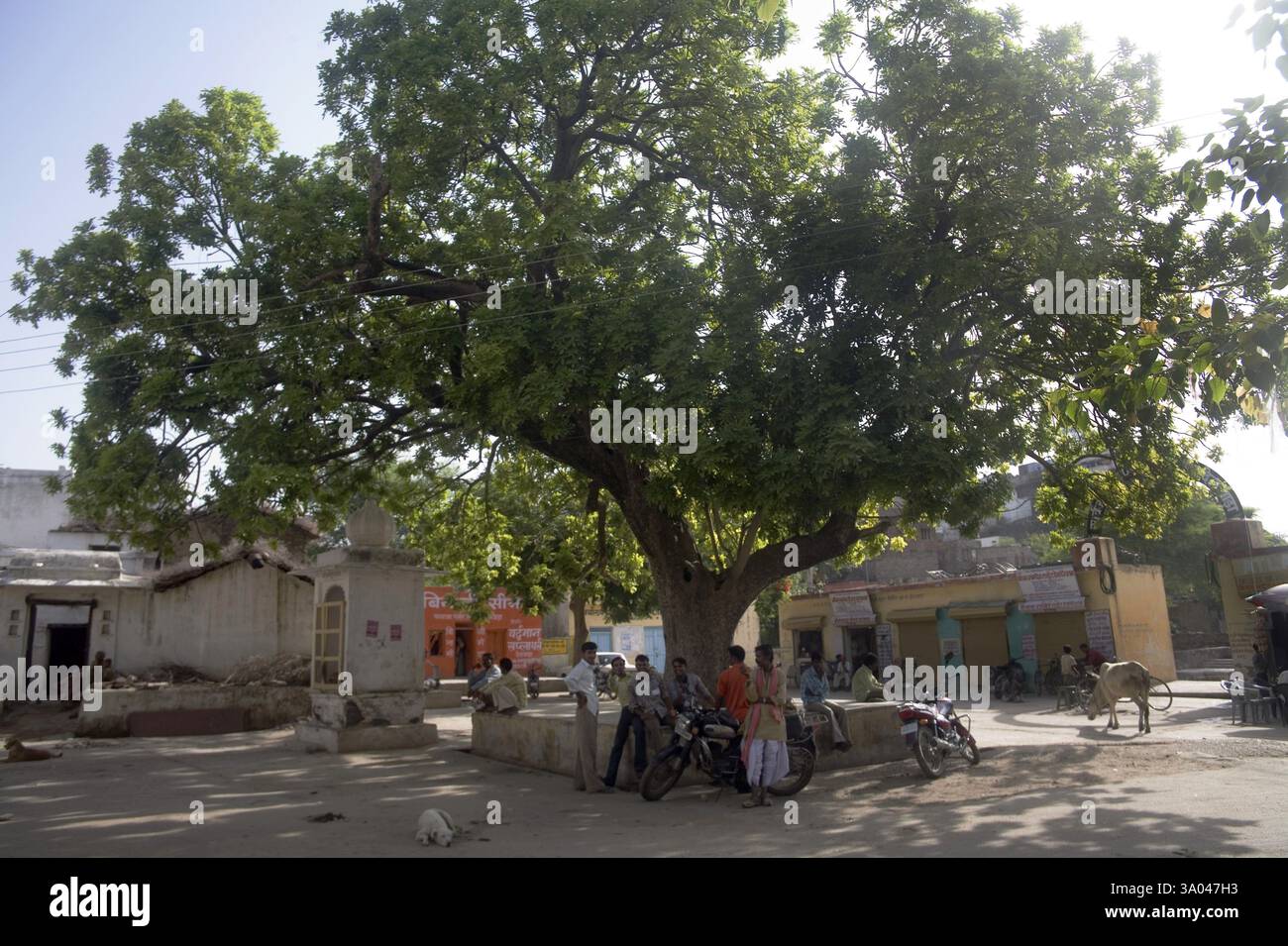 Banyan tree, Ber (Ficus bengalensis) in the mid of village, Village ...