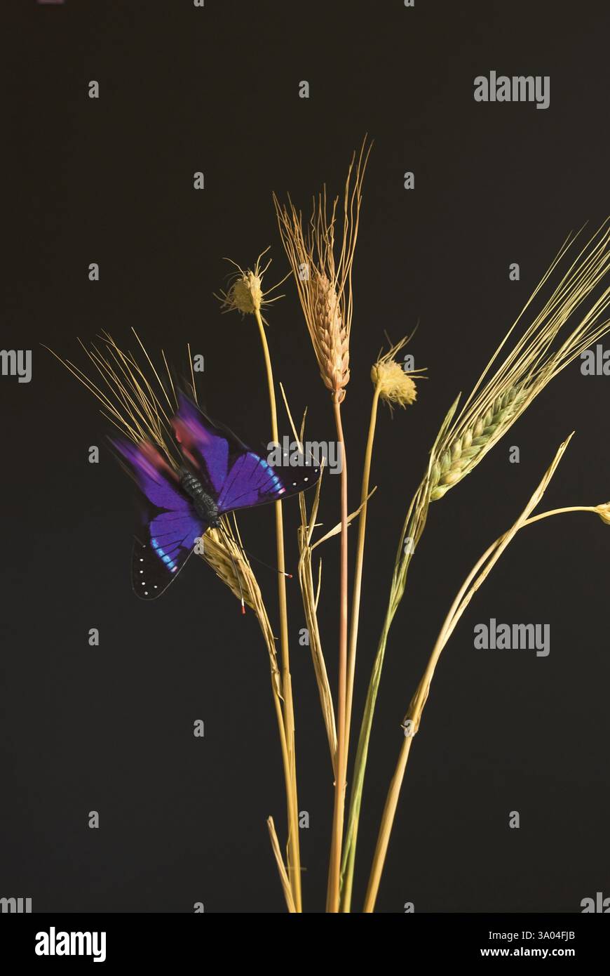 Studio insects hi-res stock photography and images - Alamy