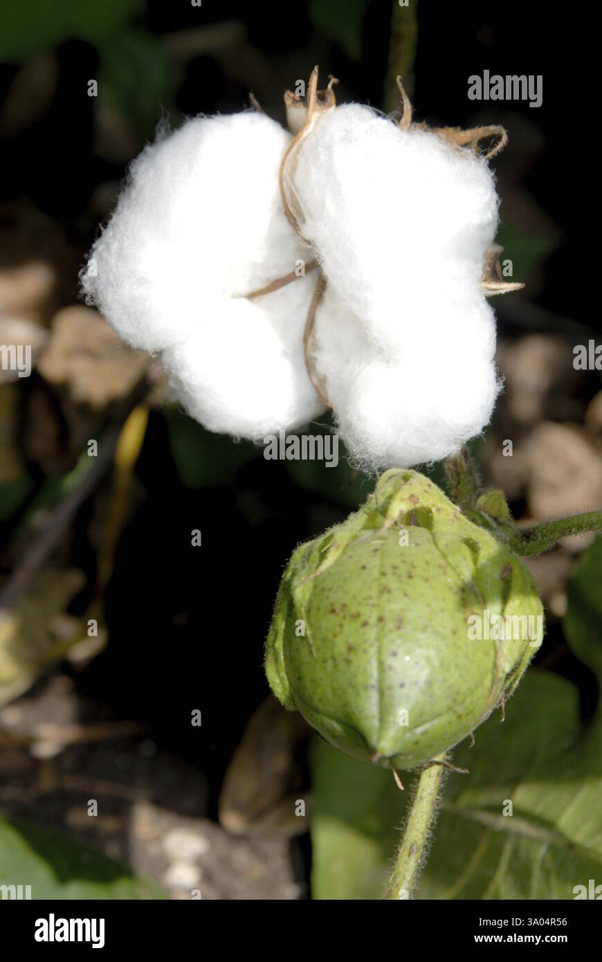 Amreli cotton hi-res stock photography and images - Alamy