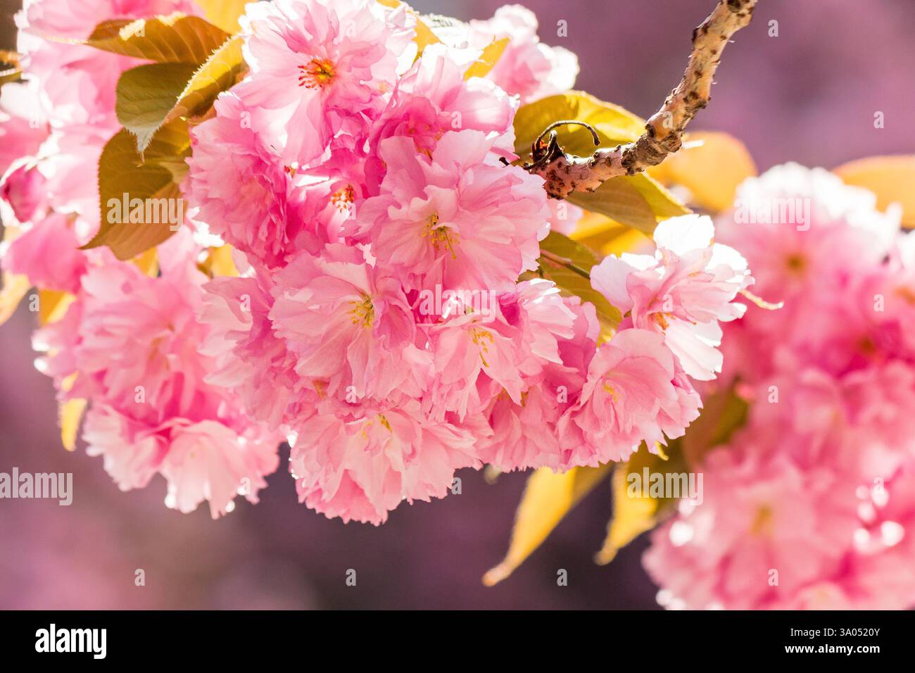 closeup of sakura blossom. pink floral background. sunny day in spring Stock Photo