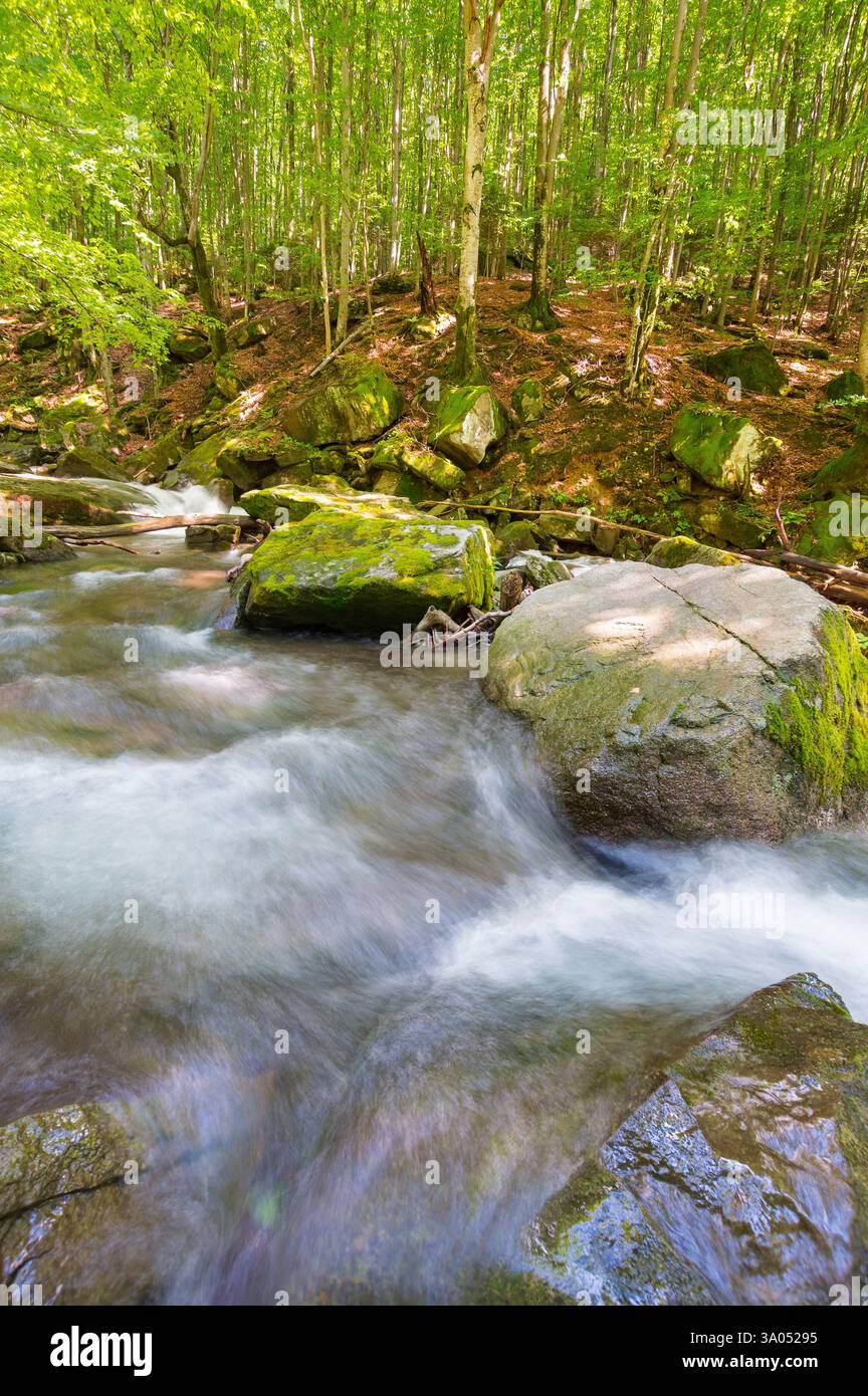 landscape with river in the beech forest. lush foliage on the trees. wild water stream among mossy rocks on a sunny day. idyllic recreation in transca Stock Photo