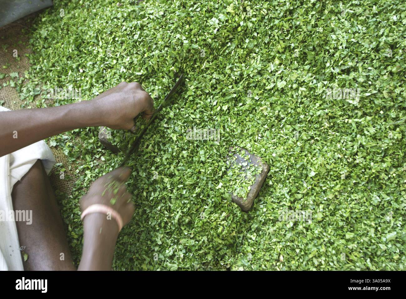 Man Chopped Coriander Nagpur Maharashtra India Asia Stock Photo Alamy man-chopped-coriander-nagpur-maharashtra-india-asia-stock-photo-alamy