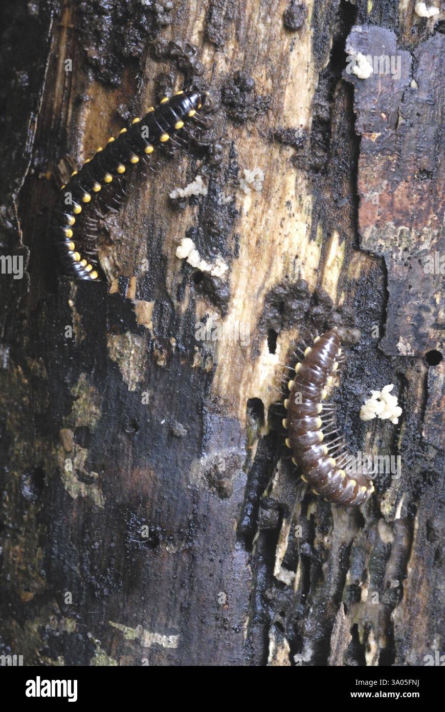 Insects of sanjay gandhi national park hi-res stock photography and ...