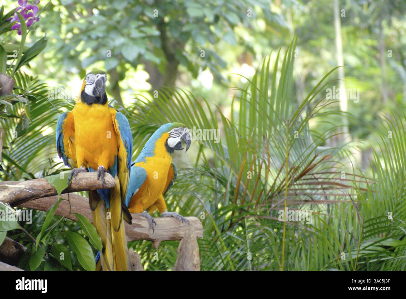 Blue And Gold Macaws At Jurong Bird Park Singapore Asia Photo Inspiration