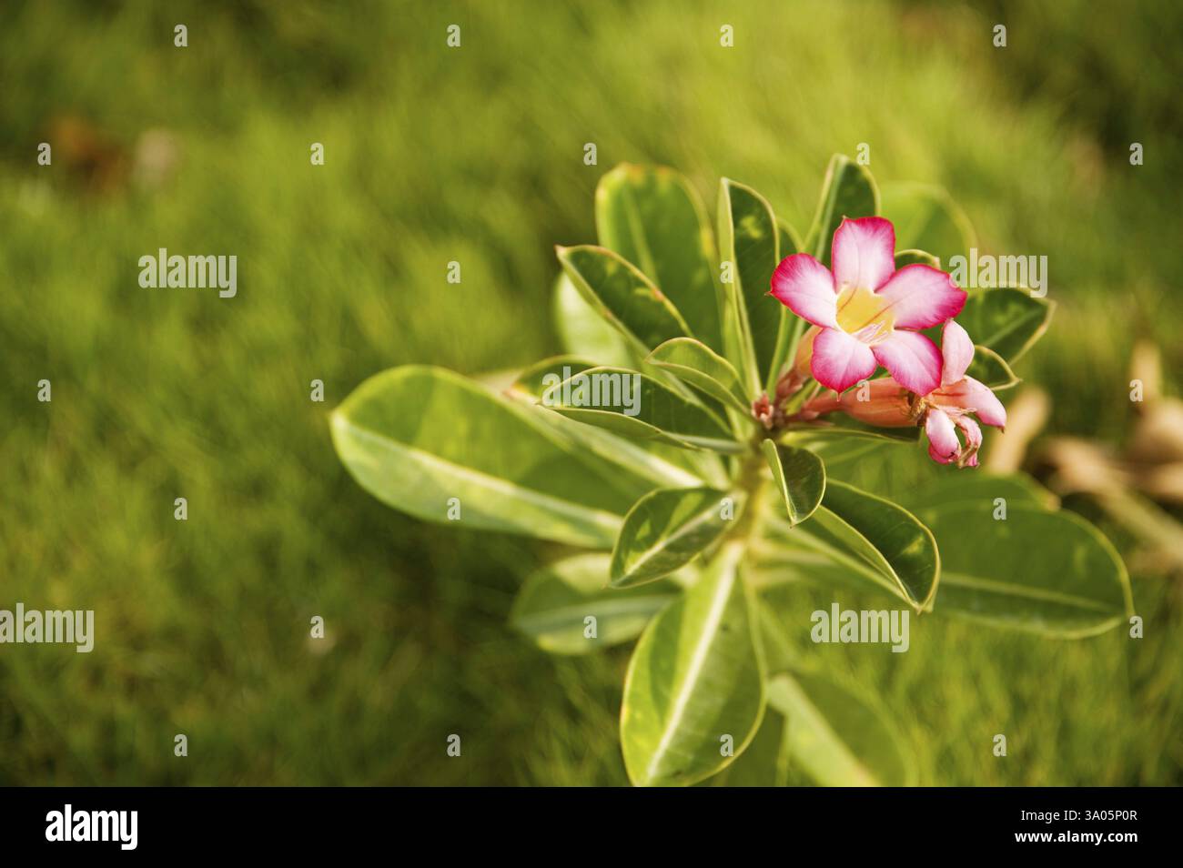 Common name Desert Rose, Adenium, Botanical name Adenium obesum, Family ...