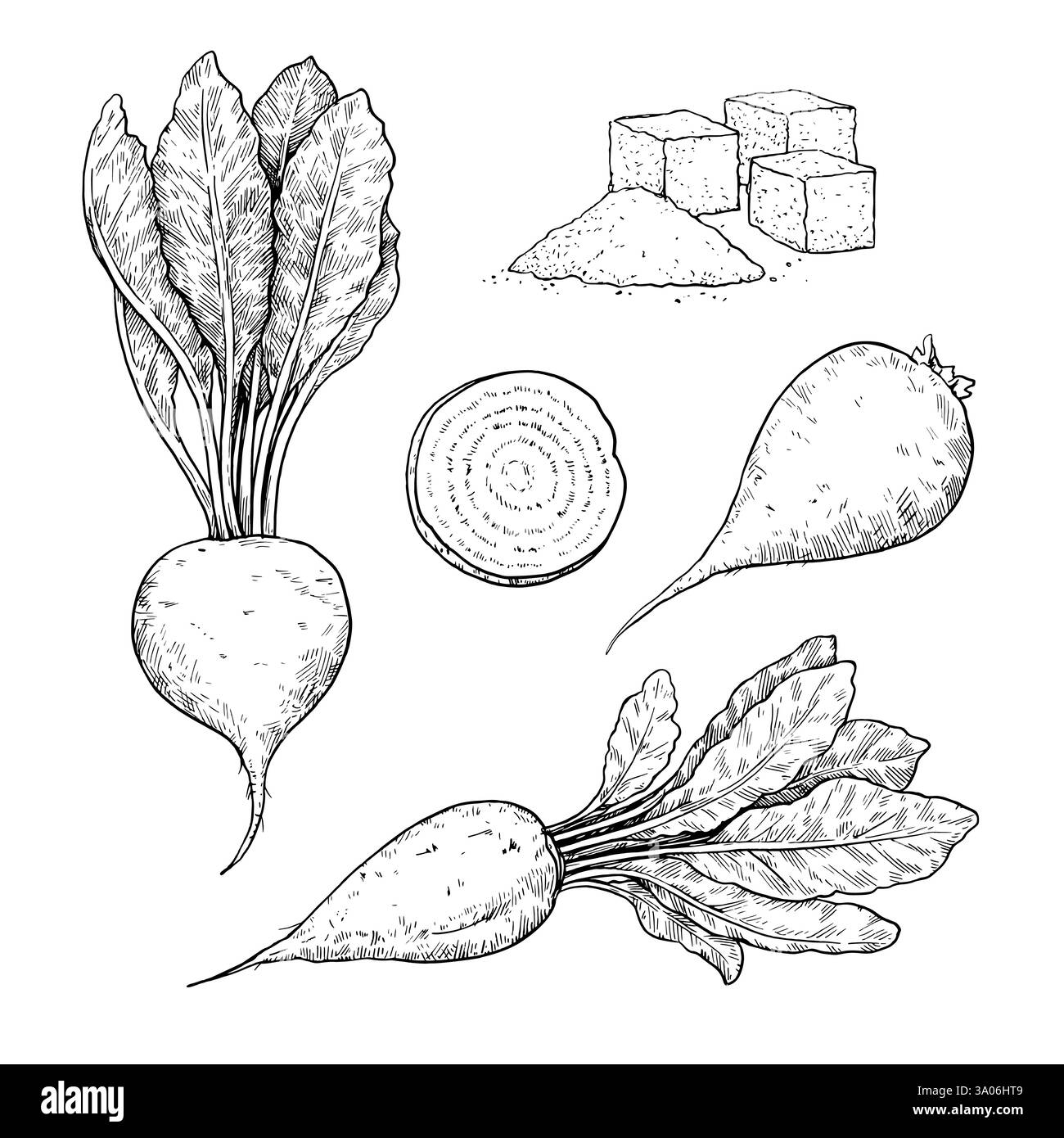 Sugar beet root, plant and slice in engraving style. Black and white ...