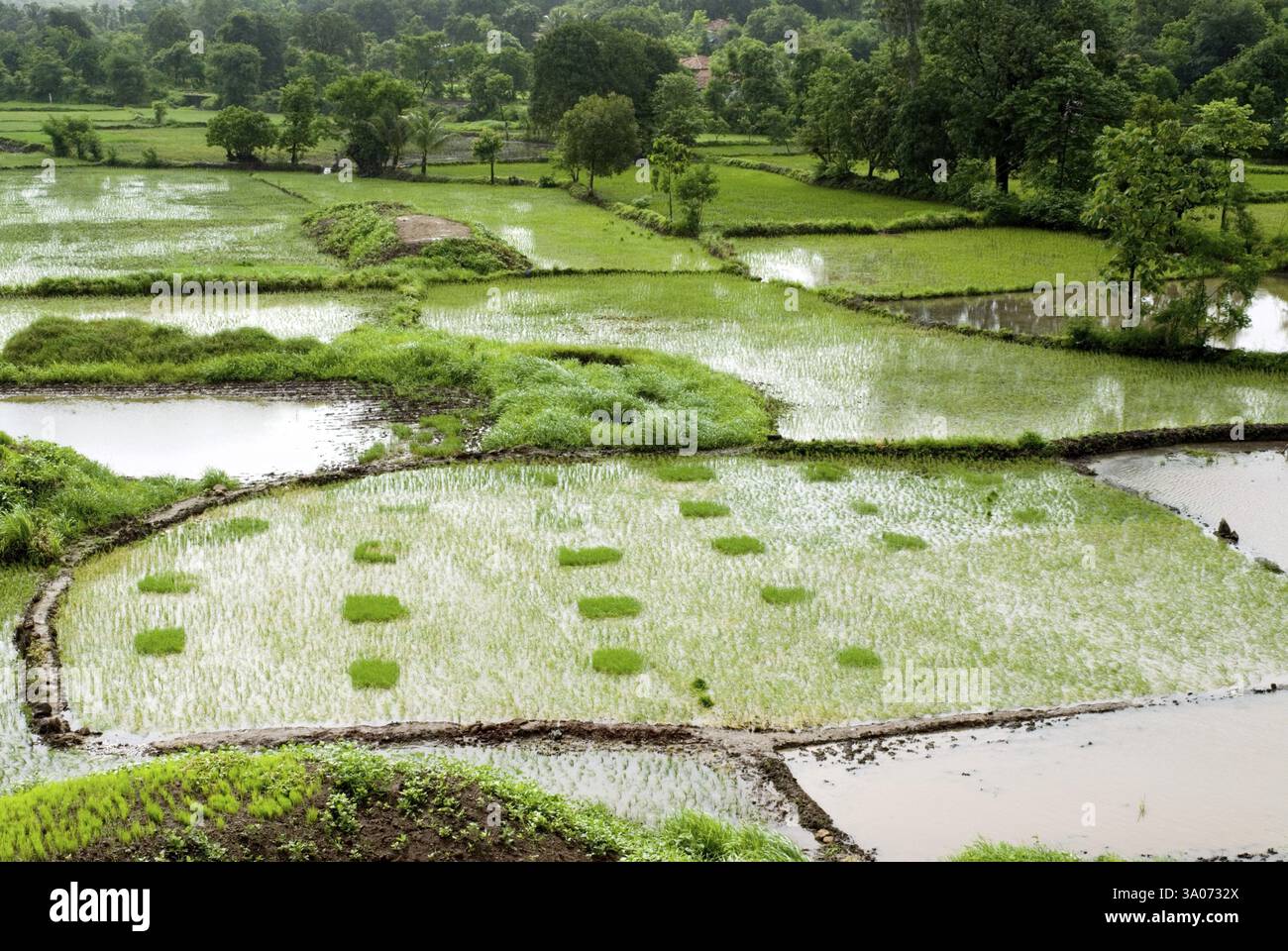India Rie Fields Monsoon and paddy rice fields in chequered pattern, Raigadh district ...