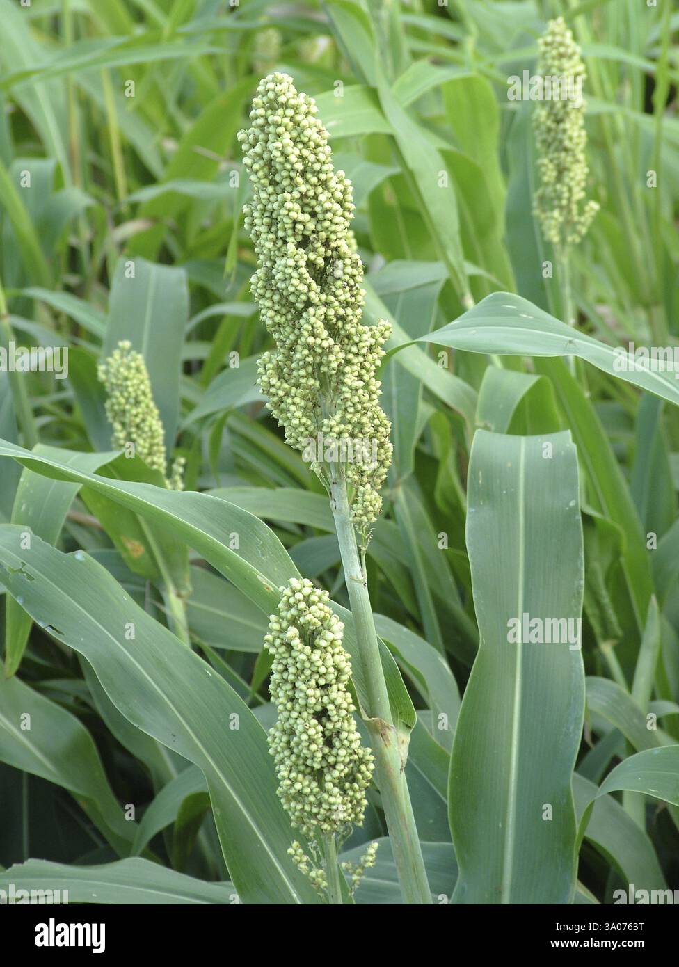 Sorghum plantations hi-res stock photography and images - Alamy