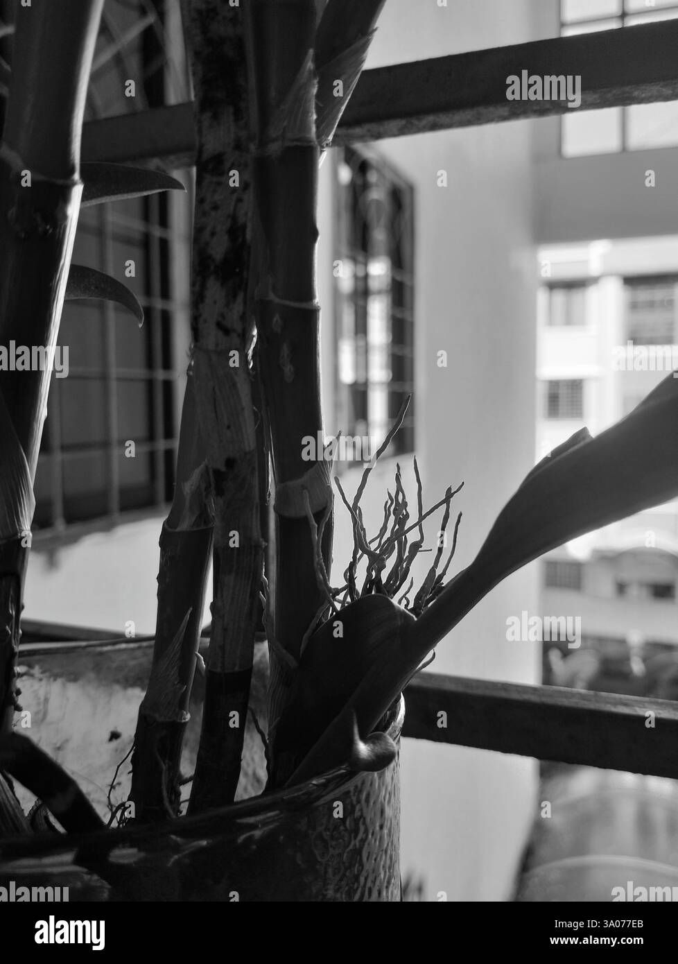 first B&W smartphone photos, please do comment and see what i can improve from there. Thanks - Smartphone Captured Stock Image