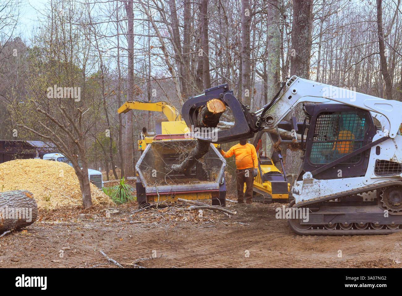 Take Off Tree Machine Workers use machinery to remove trees, process wood in forested ...