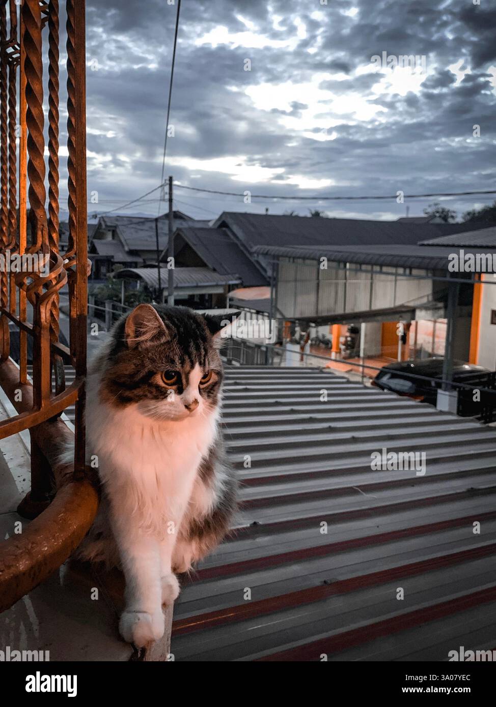 A majestic cat sits calmly at the edge, watching the city under a dramatic twilight sky. - Smartphone Captured Stock Image