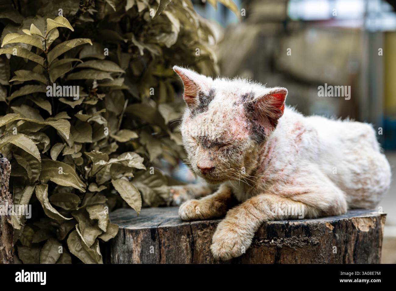 Poor sick cat Stock Photo