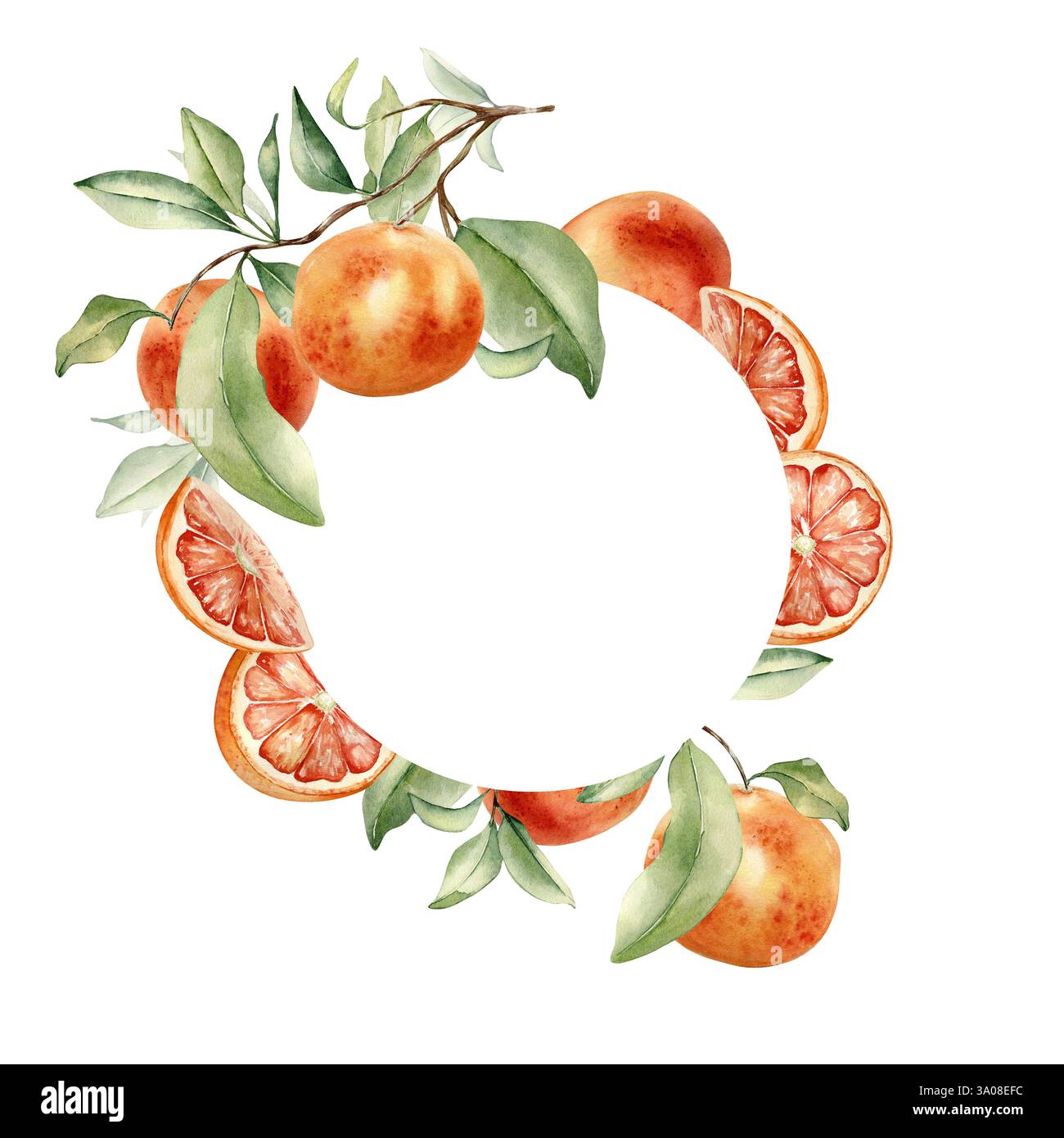 Circle frame with grapefruits plant and ripe fruits watercolor on