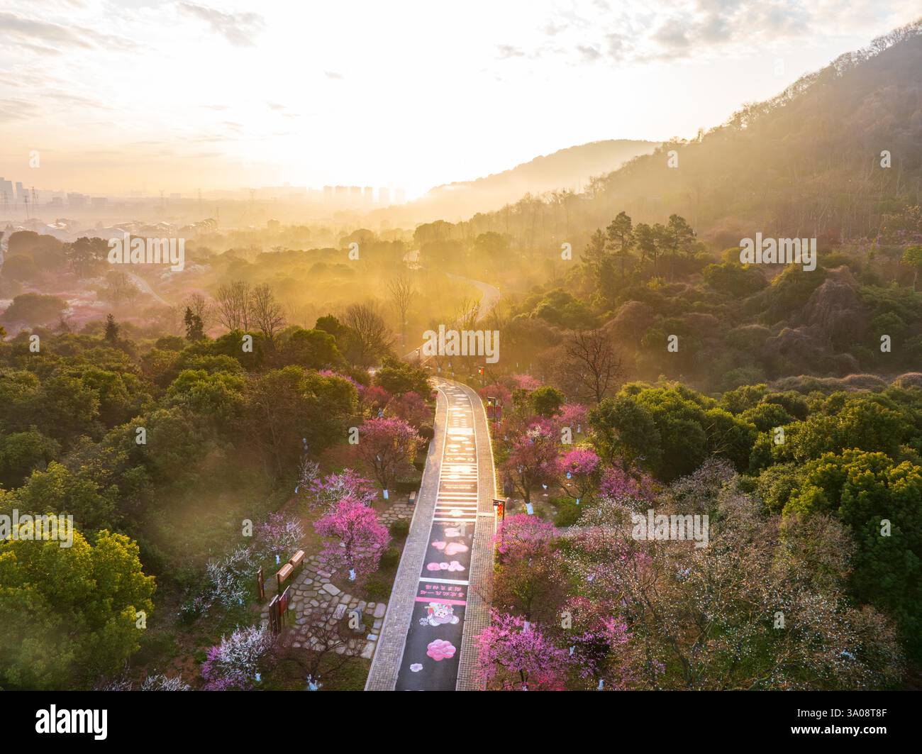 Aerial Photo Shows The Blooming Plum Blossoms In Hangzhou City East aerial-photo-shows-the-blooming-plum-blossoms-in-hangzhou-city-east